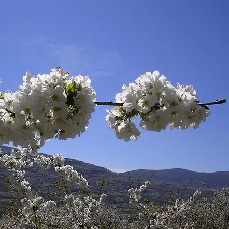 Complejo Turistico Canadas Casas De Campo- Actividades Gratuitas Todos Fines De Semana Banos De Montemayor